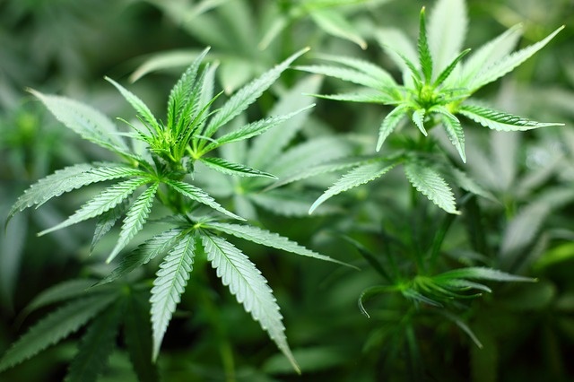 Marijuana seedling plant_Luke Francis writer